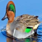 image of teal_duck #14