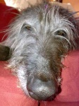 image of scottish_deerhound #17