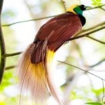 image of bird