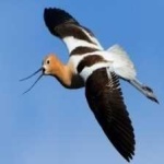 image of bird