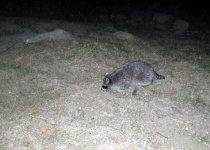 image of raccoon