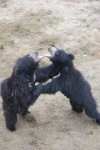 image of sloth_bear