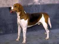 image of english_foxhound