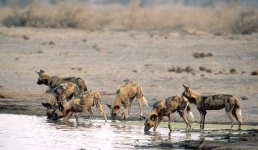 image of african_hunting_dog