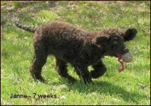 image of irish_water_spaniel