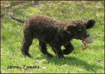 image of irish_water_spaniel #27