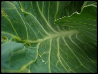 image of head_cabbage
