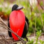 image of bird