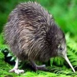 image of bird