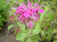 image of flower