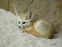 image of animal