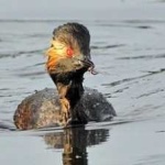 image of bird
