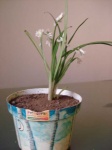 image of pot