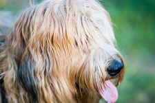 image of briard