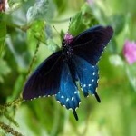 image of animal