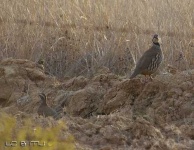 image of grouse #15