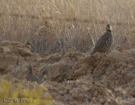 image of ruffed_grouse