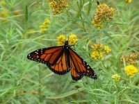 image of monarch #8