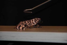 image of gila_monster