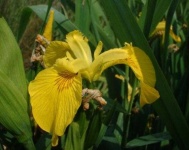image of yellow_iris #11
