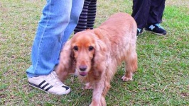 image of animal