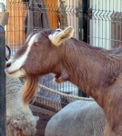 image of animal