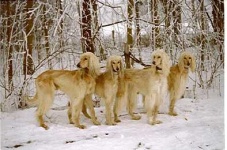 image of afghan_hound #21