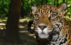 image of jaguar_car