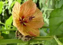 image of flower
