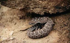 image of horned_viper