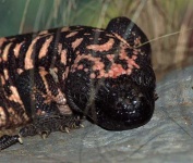 image of gila_monster