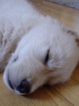 image of golden_retriever