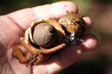 image of earthstar #27