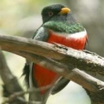 image of bird