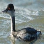 image of bird