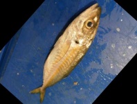 image of fish
