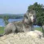 image of standard_poodle