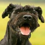 image of schnauzer #34