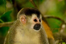 image of squirrel_monkey