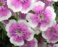 image of flower