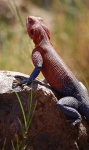 image of agama