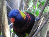 image of lorikeet