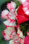image of flower