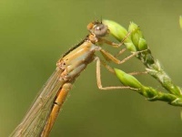 image of damselfly
