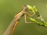 image of damselfly #0