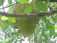 image of jackfruit #0