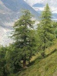 image of tree