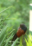 image of coucal
