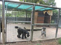 image of standard_schnauzer