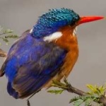 image of bird